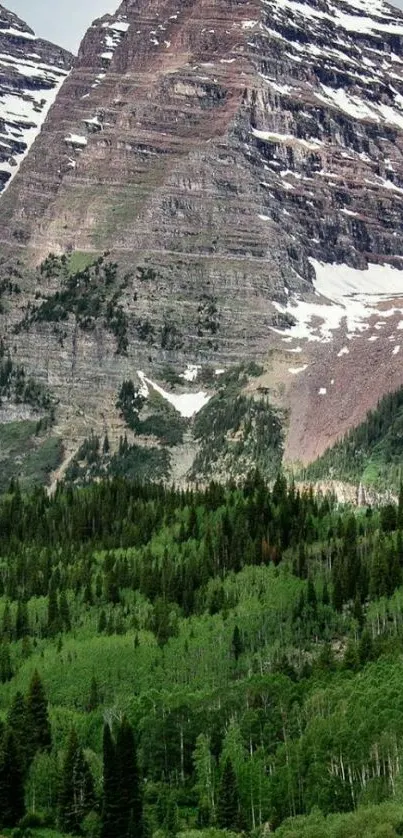 Wallpaper of majestic mountains with lush green forest below.