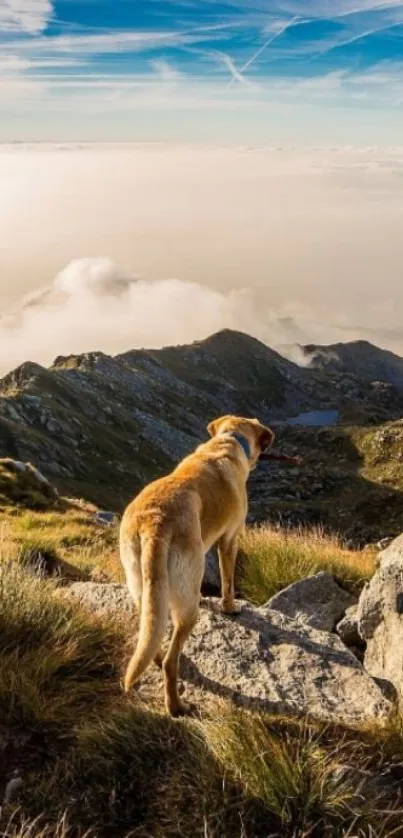 A dog gazing over a misty mountain landscape.