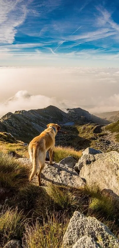 Dog overlooking a scenic mountain view with cloudy sky backdrop.