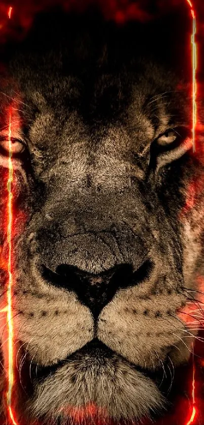 Lion king  Live Wallpaper