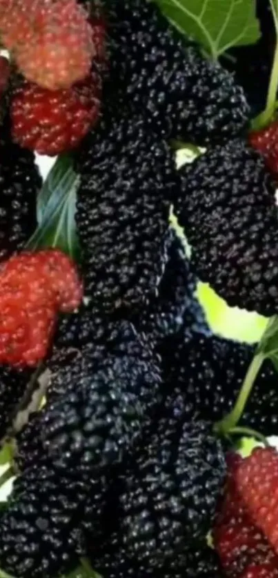 Black and red mulberries with green leaves.