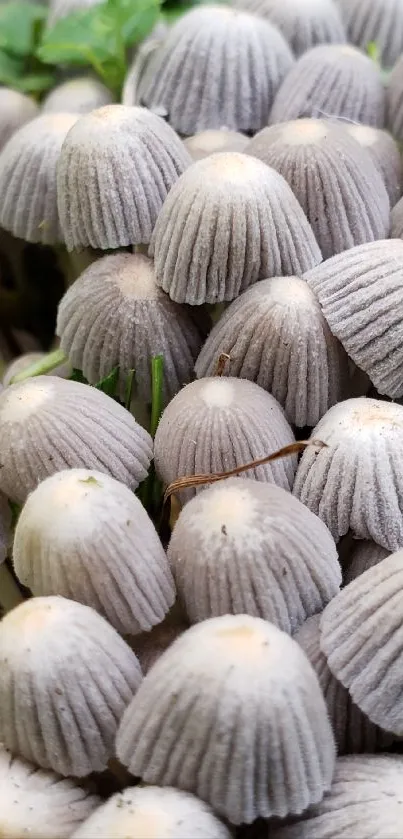 Cluster of gray mushrooms with green leaves in natural setting.