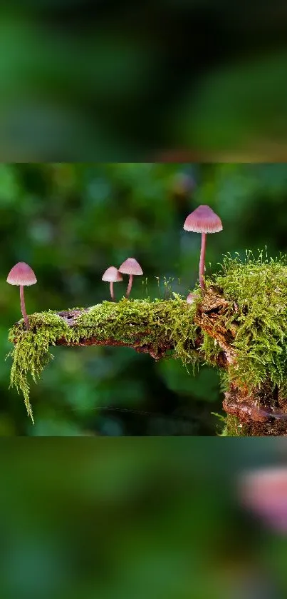 Pink mushrooms with green moss on a forest branch for mobile wallpaper.