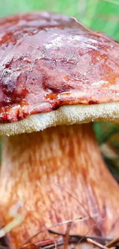 Close-up mushroom in forest setting.