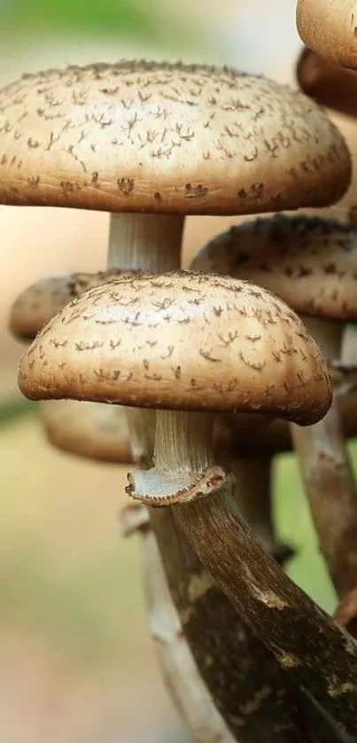 Close-up of mushrooms in forest setting, earthy beige tones.