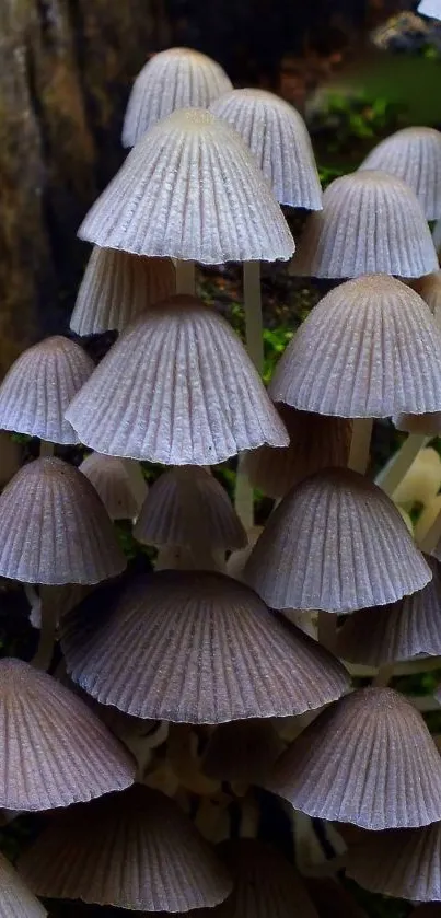 Enchanted mushroom cluster in forest scene on mobile wallpaper.