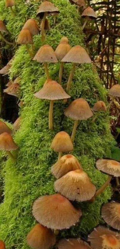 Mobile wallpaper with mushrooms on green moss.