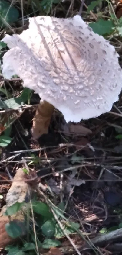 Close-up of a mushroom on a forest floor with green foliage.