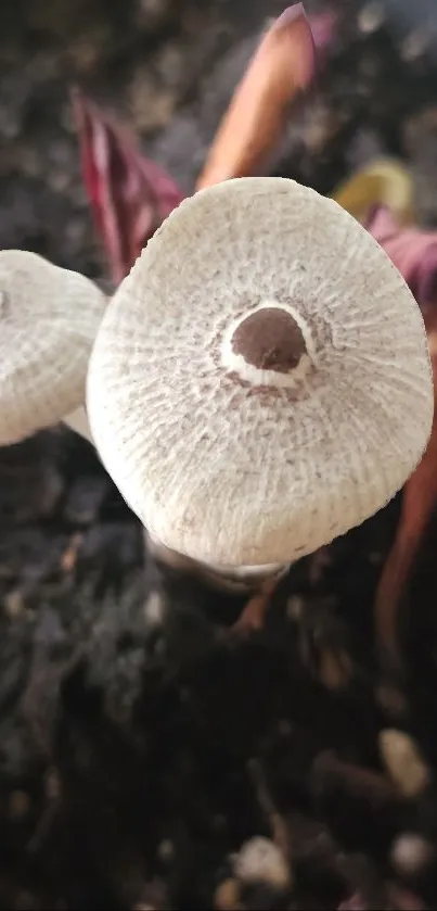 Closeup of mushrooms with brown textures in a natural setting.