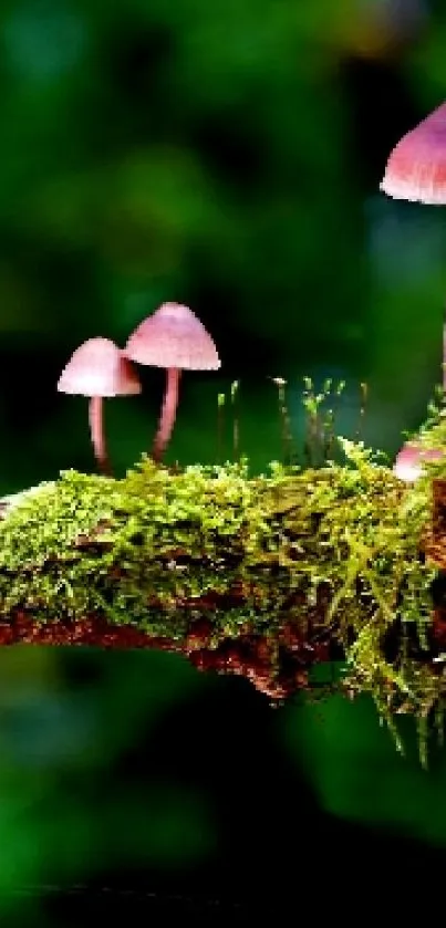 Vibrant mushrooms and green moss on forest backdrop wallpaper.