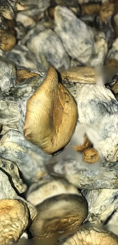 Close-up of textured mushrooms with earthy tones for wallpaper.