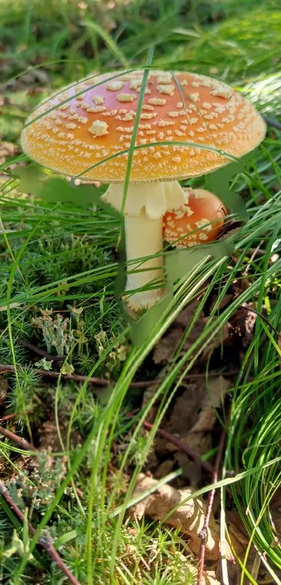 Vibrant mushroom set on lush green forest floor.