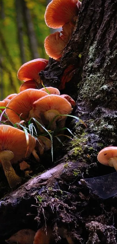Vibrant mushrooms growing on a tree in a lush forest.