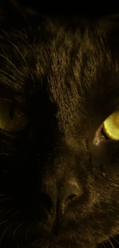 Close-up of black cat with green eyes in low light.