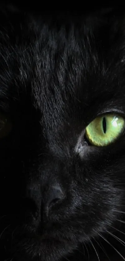 Close-up of a black cat with piercing green eyes.