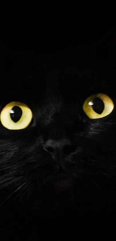 Mysterious black cat with yellow eyes wallpaper.