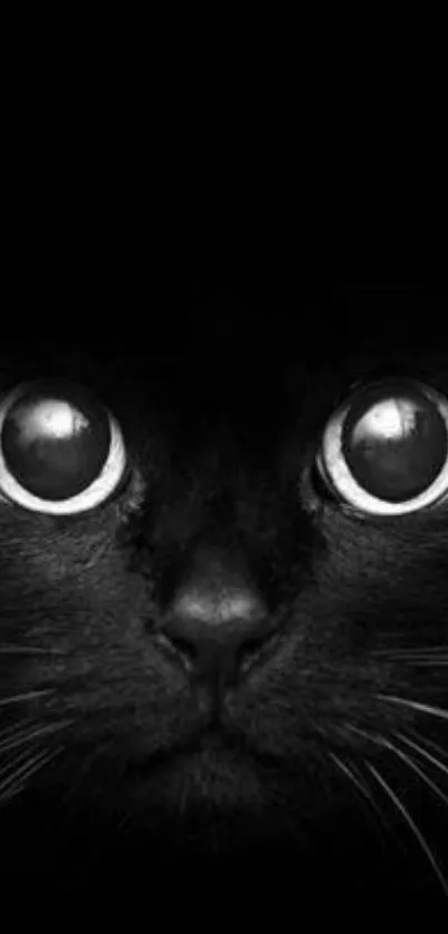 Mysterious black cat with big eyes in dark mobile wallpaper.