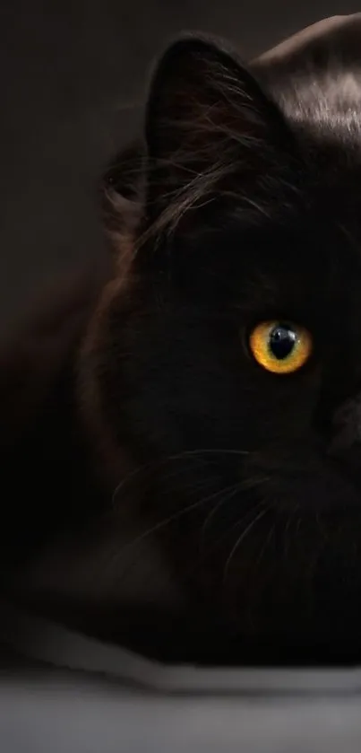 Dark black cat with vivid yellow eyes.