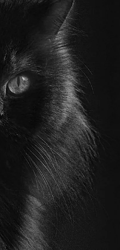 Mysterious black cat in dark shadowy lighting, perfect for mobile wallpaper.