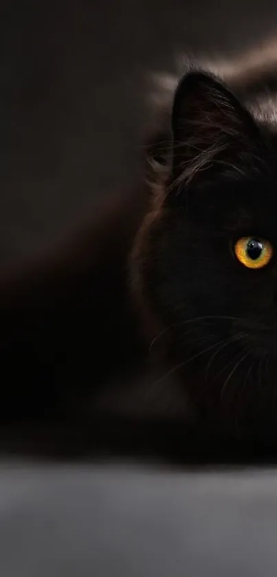 Black cat with yellow eyes on a dark background.