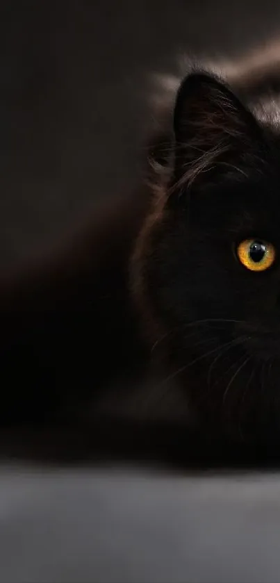 Mysterious black cat with yellow eyes on a dark background wallpaper.