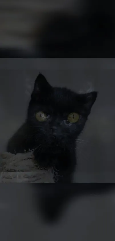 Black cat with yellow eyes on a dark background.