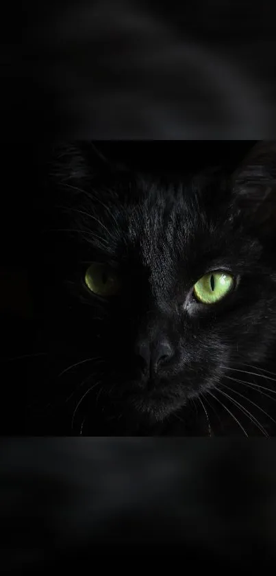 Mysterious black cat with green eyes in the dark.