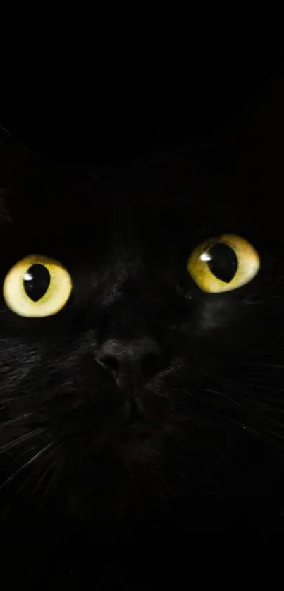 Close-up of a black cat with glowing yellow eyes in darkness.