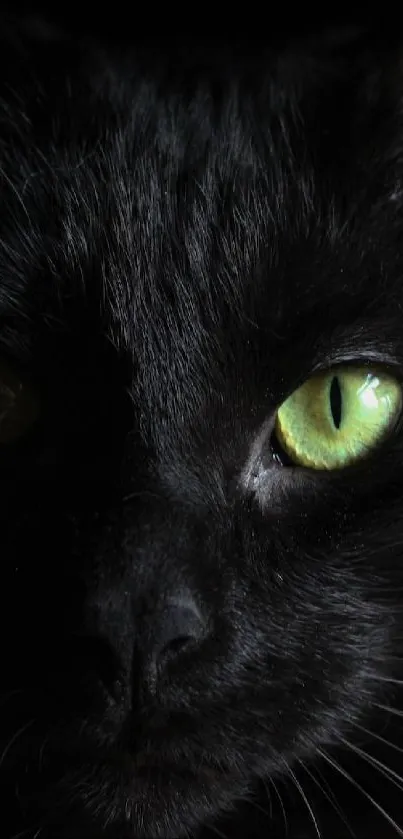 Mysterious black cat with glowing green eyes.