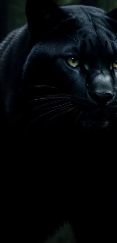 Black panther in dark forest setting wallpaper.