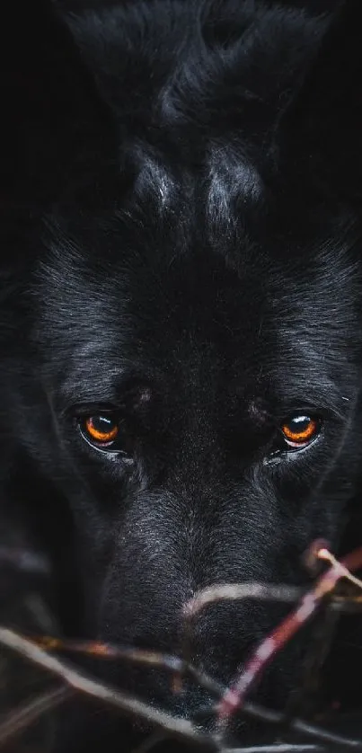 Dark and mysterious black wolf among branches.