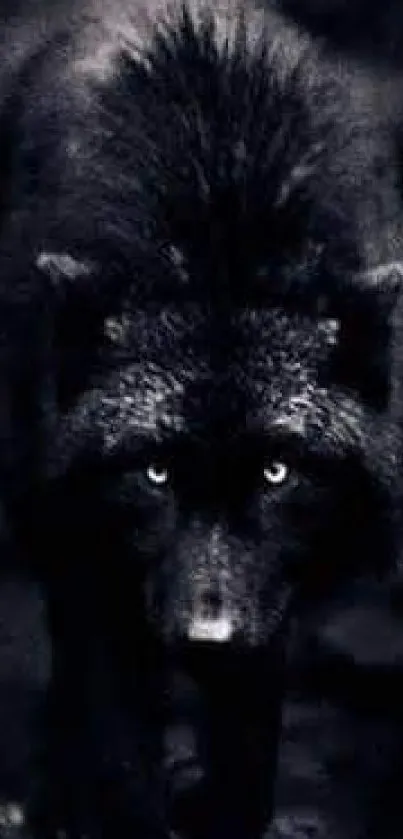 Mysterious black wolf in dark setting, glowing eyes.