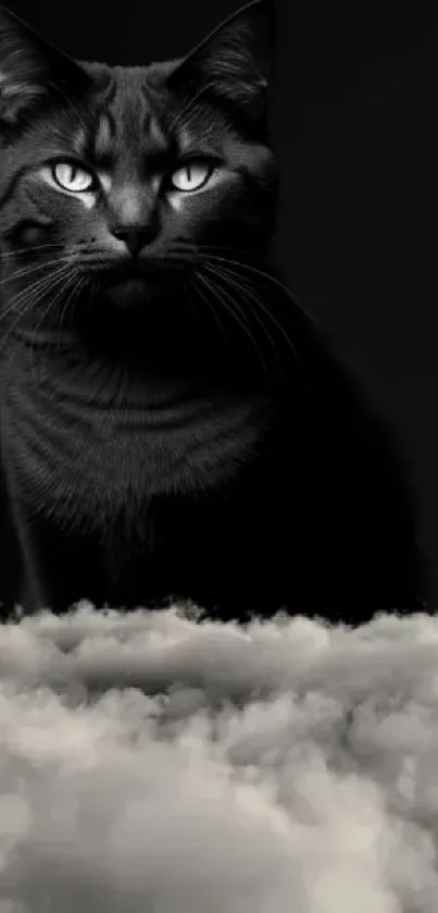 Black cat with intense gaze above fluffy clouds.