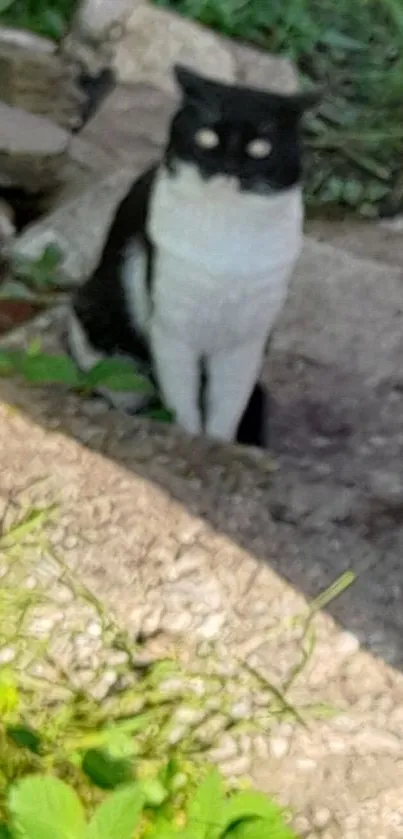 Black and white cat in a natural setting with green foliage and stone background.