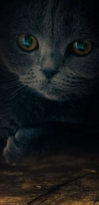 Mysterious dark gray cat with glowing eyes in shadows.