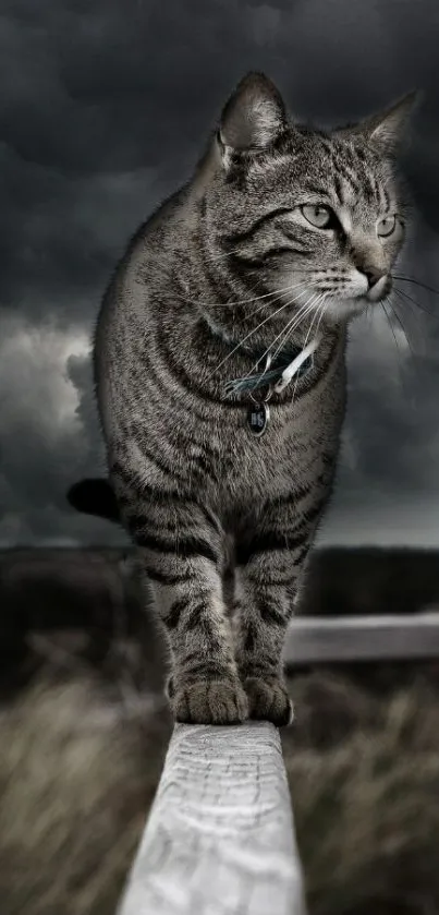 Majestic cat walking on a stormy day.