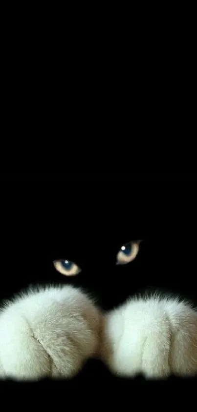 Mysterious cat eyes and fluffy paws on a dark background wallpaper.