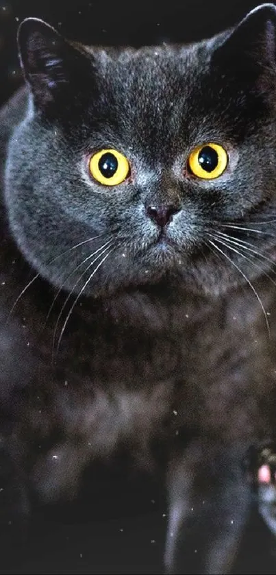 Dark gray cat with piercing yellow eyes on black background.