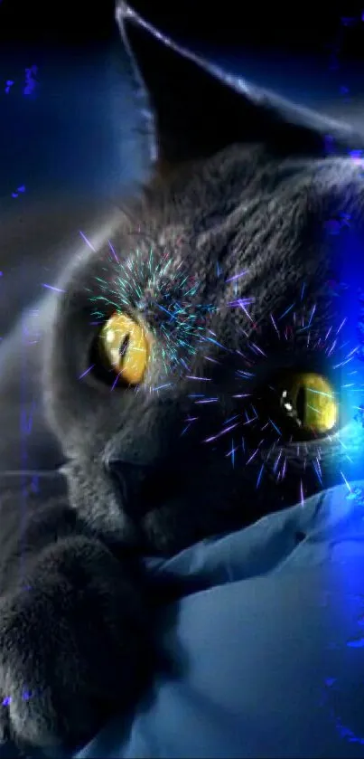 Gray cat with yellow eyes on dark blue background wallpaper.