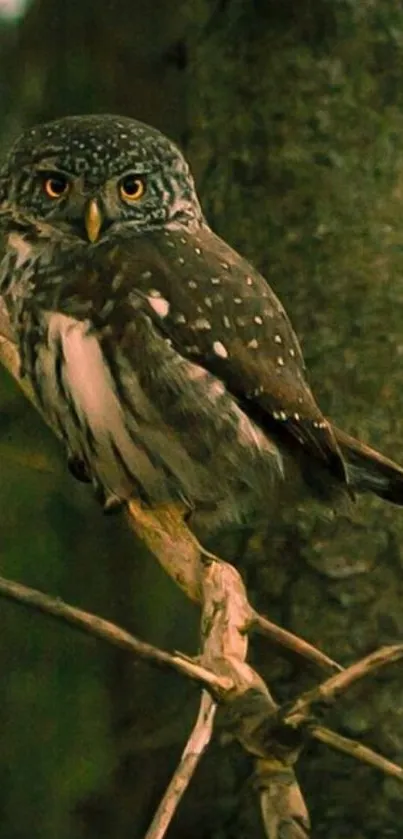 Watchful owl perched in a dark forest setting.