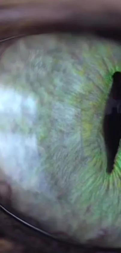 Close-up view of a vibrant and detailed green cat eye with striking textures.