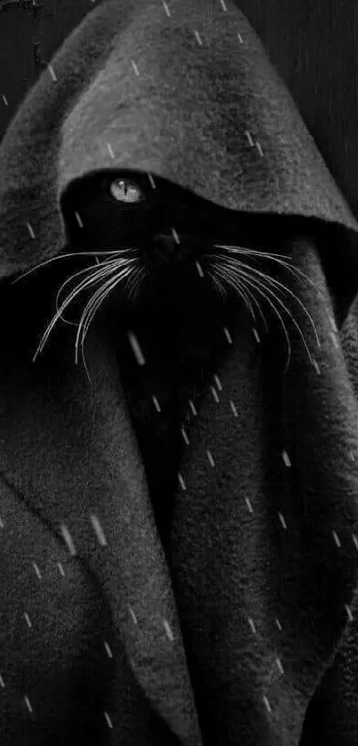 Mysterious black cat draped in a hooded cloak against a dark background.