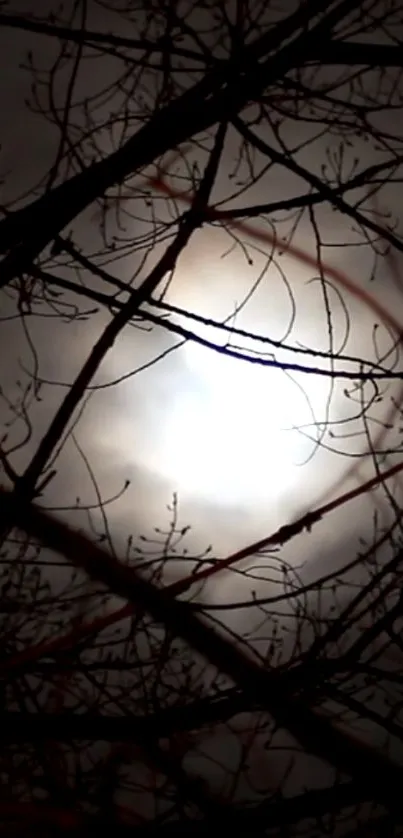 Moon shining through dark branches, creating a mysterious night scene.