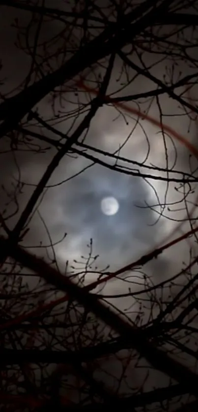 Silhouetted branches in moonlit sky, creating a mysterious nighttime ambiance.