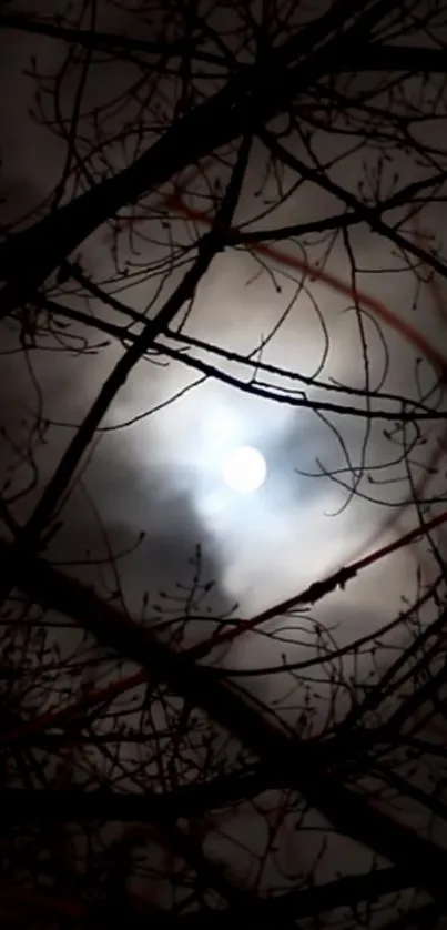 Silhouetted branches against moonlit cloudy sky.