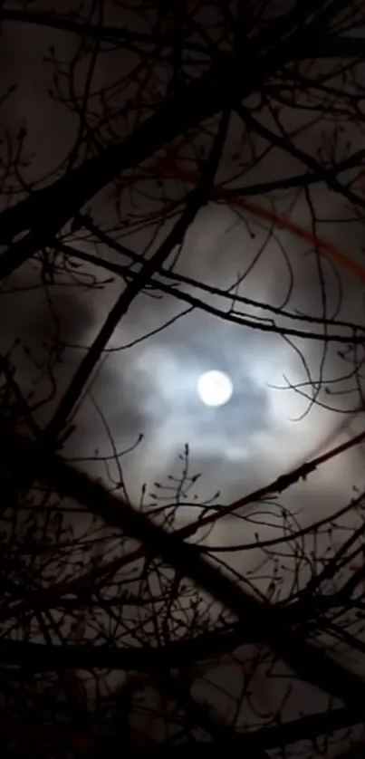 Moonlit night with silhouetted branches against a dark sky.