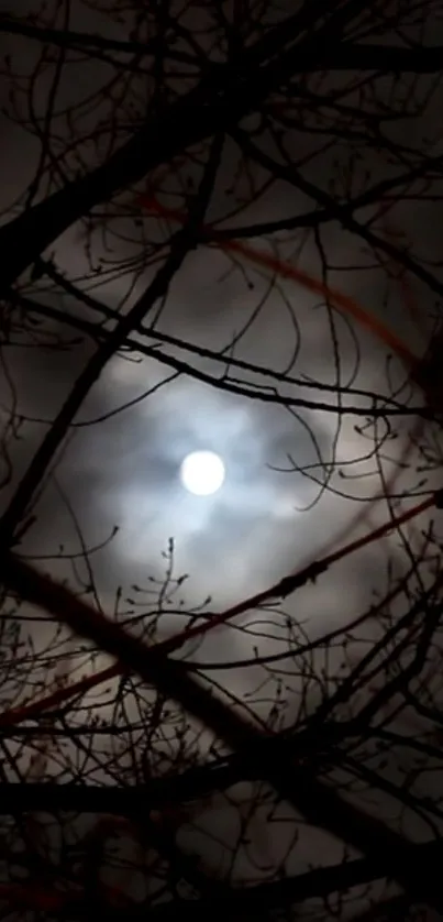 Mysterious moon behind silhouetted branches on a dark night.