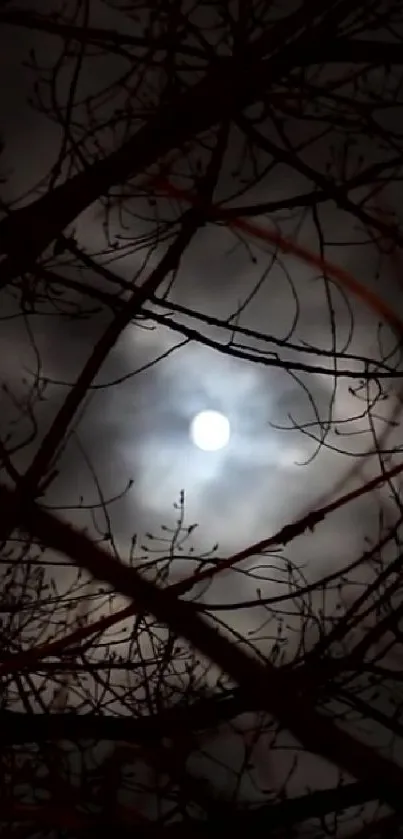 Moonlit night scene with silhouetted branches.