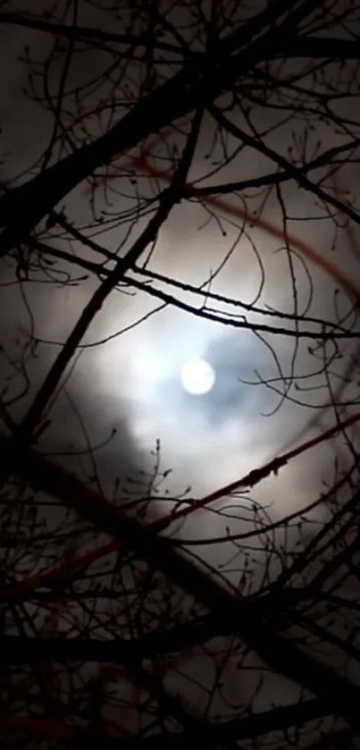 Silhouetted tree branches against a moonlit night sky.