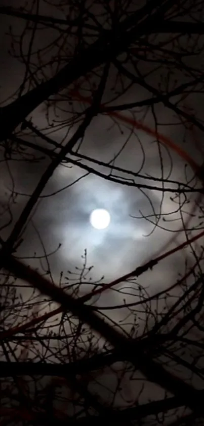 Luminous moon behind tree branches at night with cloudy sky backdrop.